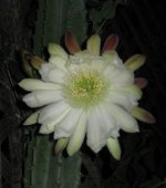 Cereus flower 02.jpg