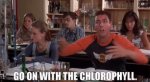 Chlorophyll.JPG