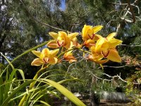 cymbidium orchid 29-Mar-2023.jpg