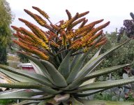 Aloe Ferox in bloom 19-Mar-2023.jpg