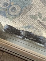 A Gray Rat Snake.jpg