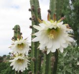 San Pedro cactus flowers 02.jpg