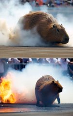 capybara burnout competition.jpg