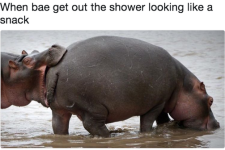hippo.PNG
