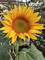 sunflower 23.jpeg
