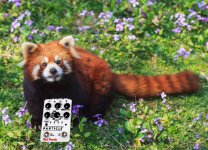red panda raster vs particle